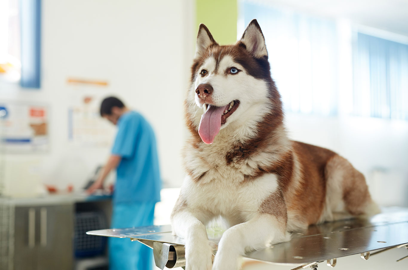 Cancer Care for Pets