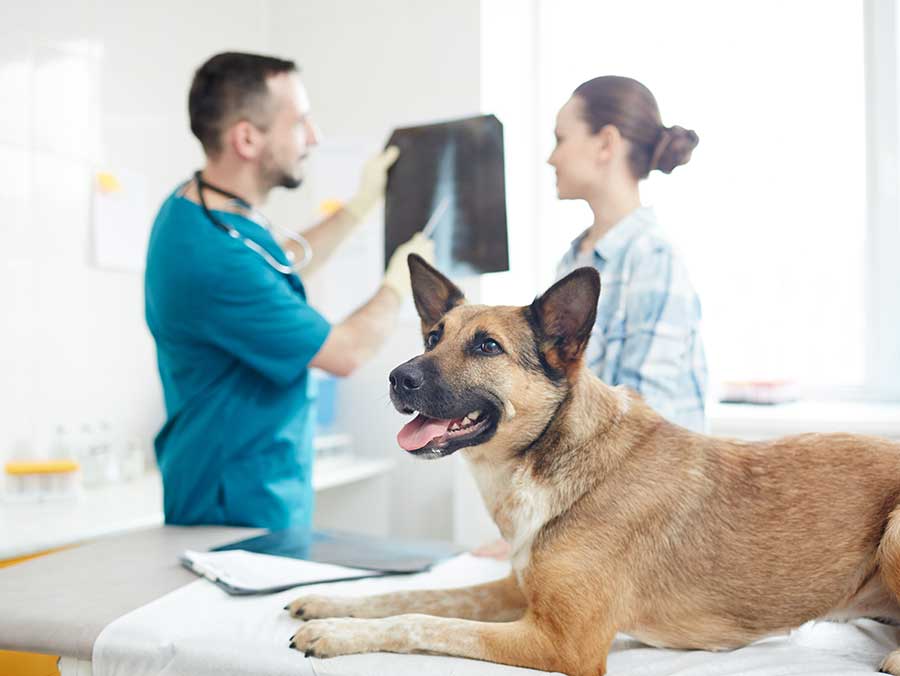 Internal Medicine for Pets
